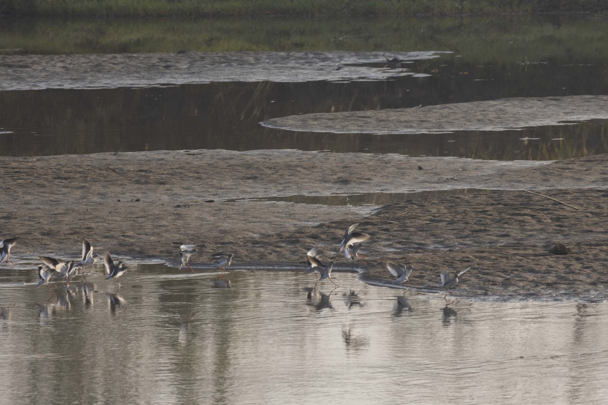 Rotschenkel - ML645586124