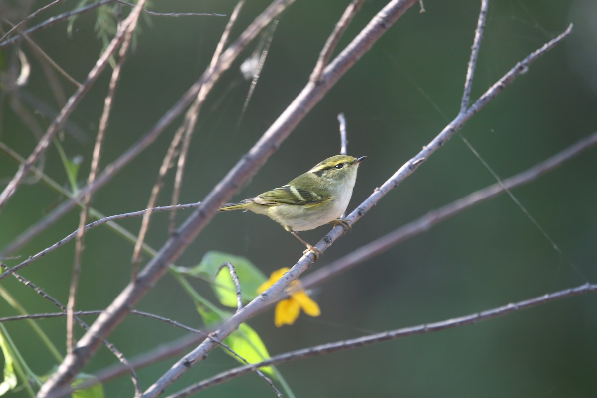 Goldhähnchen-Laubsänger - ML645586126