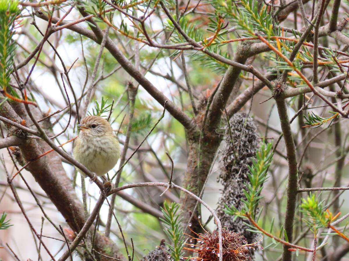 Stricheldornschnabel - ML645586127