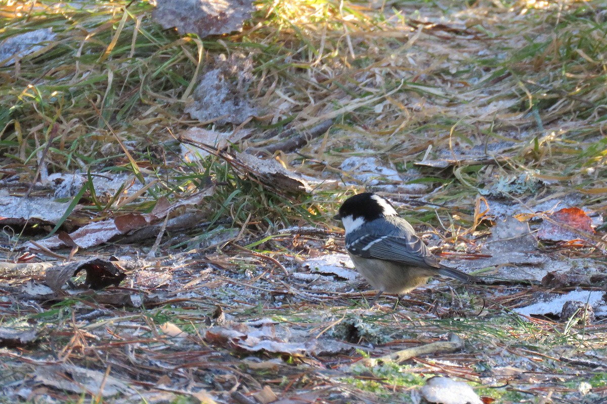 Tannenmeise - ML645586128