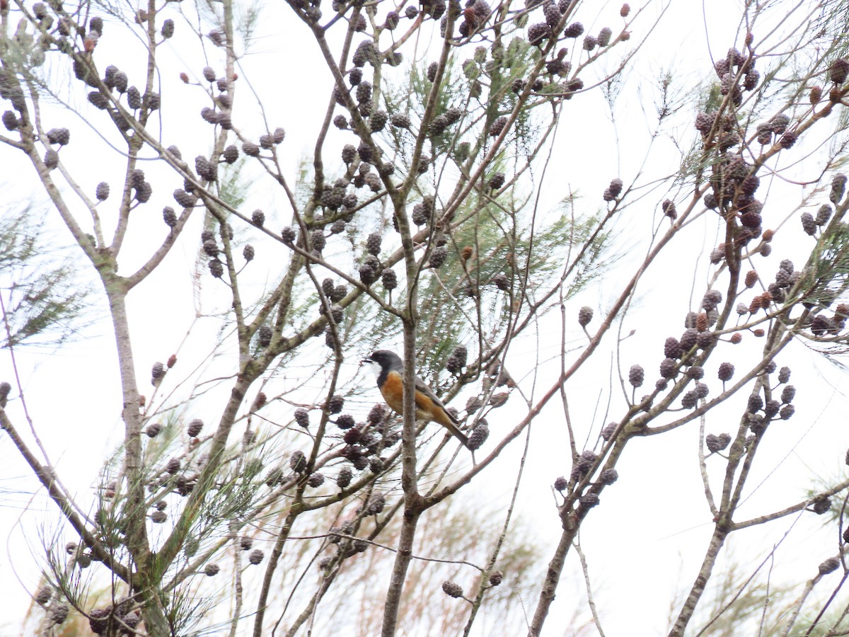 Schlichtmantel-Dickkopf - ML645586129