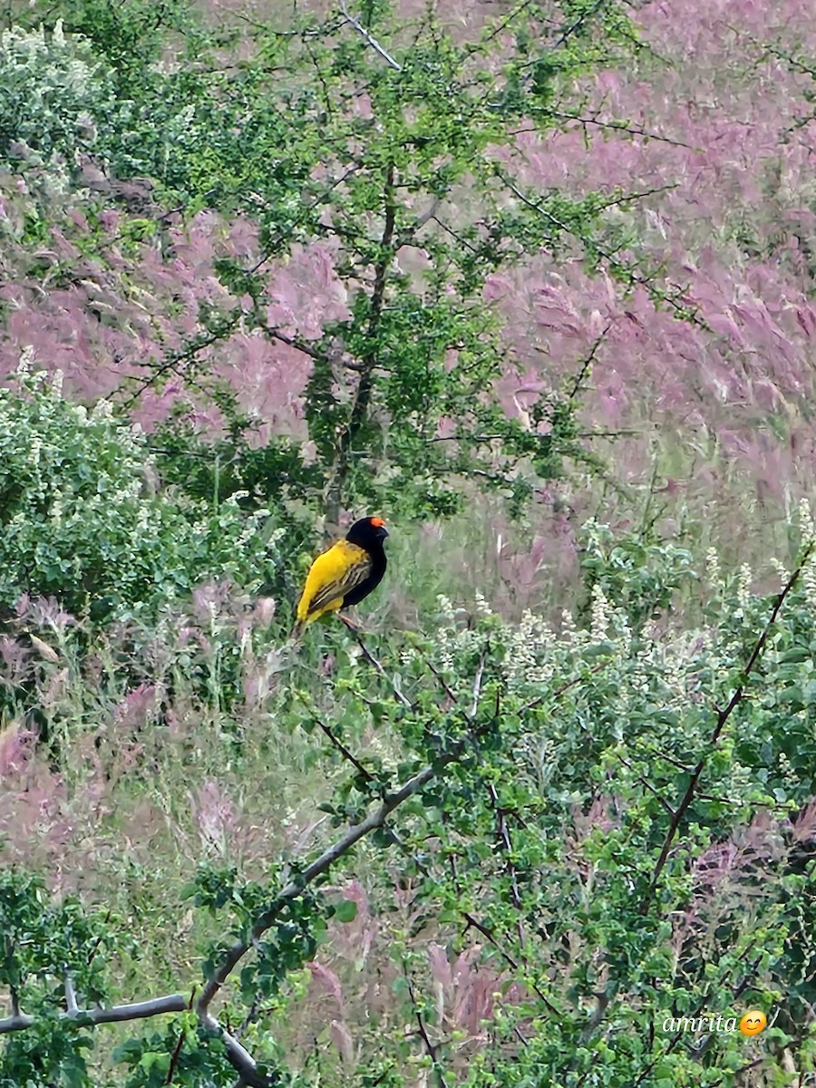 Diademweber - ML645586130