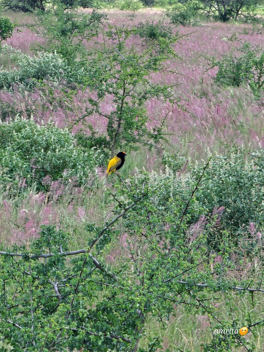 Diademweber - ML645586131