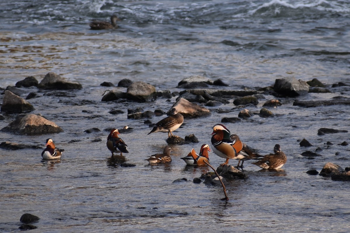 Mandarinente - ML645586133