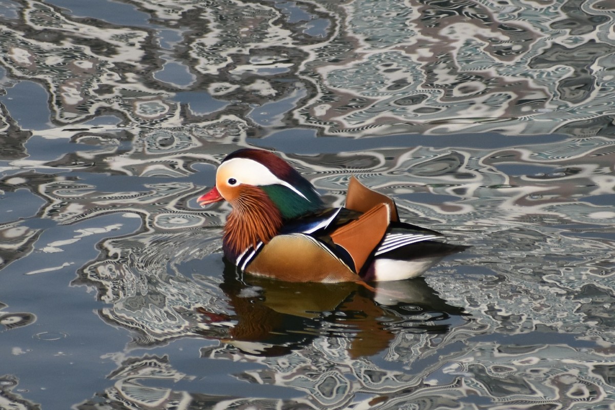 Mandarinente - ML645586134