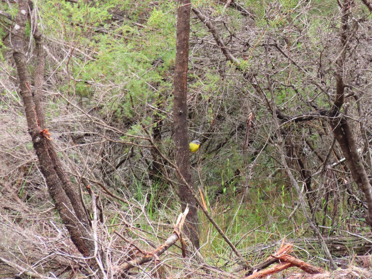 Goldbauchschnäpper - ML645586135