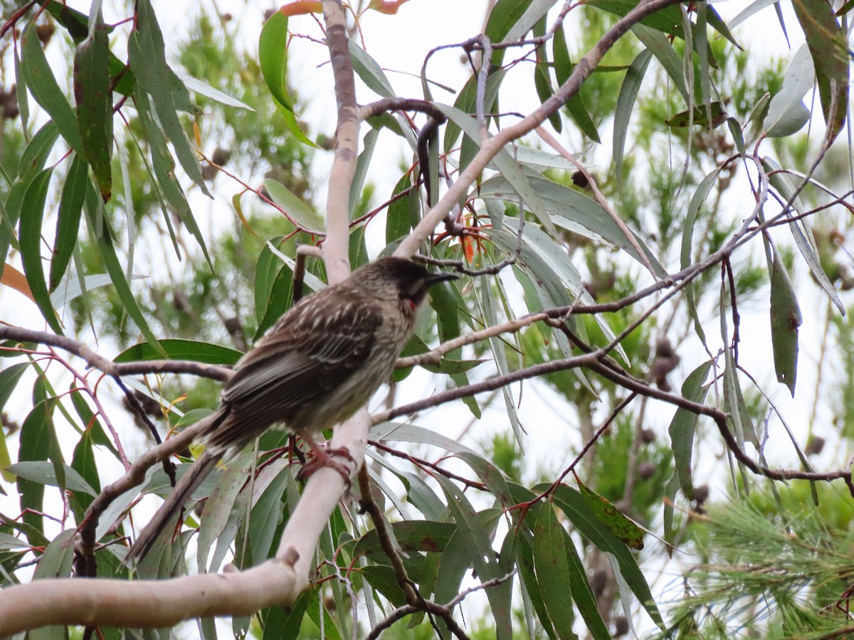 Rotlappen-Honigfresser - ML645586136