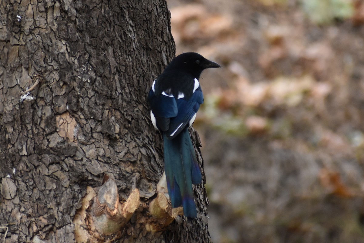 Orientelster - ML645586140