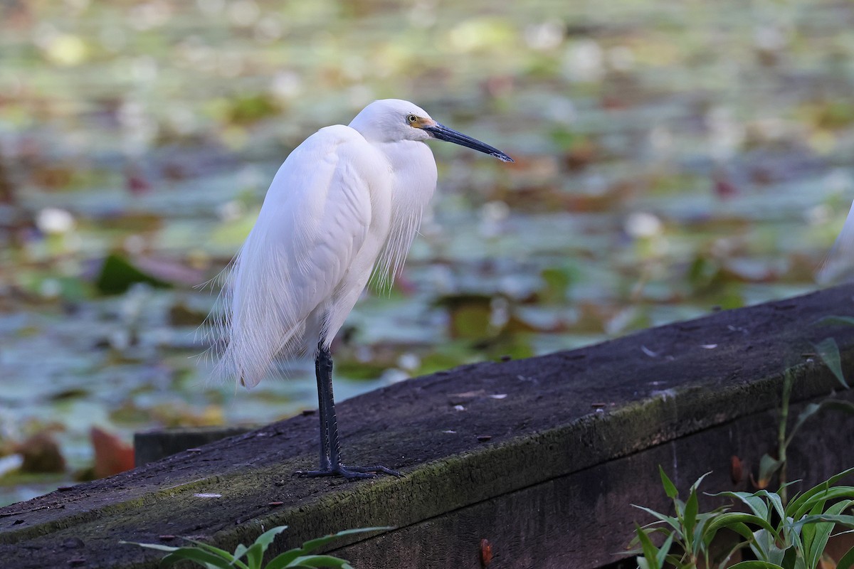 Seidenreiher (immaculata) - ML645586141