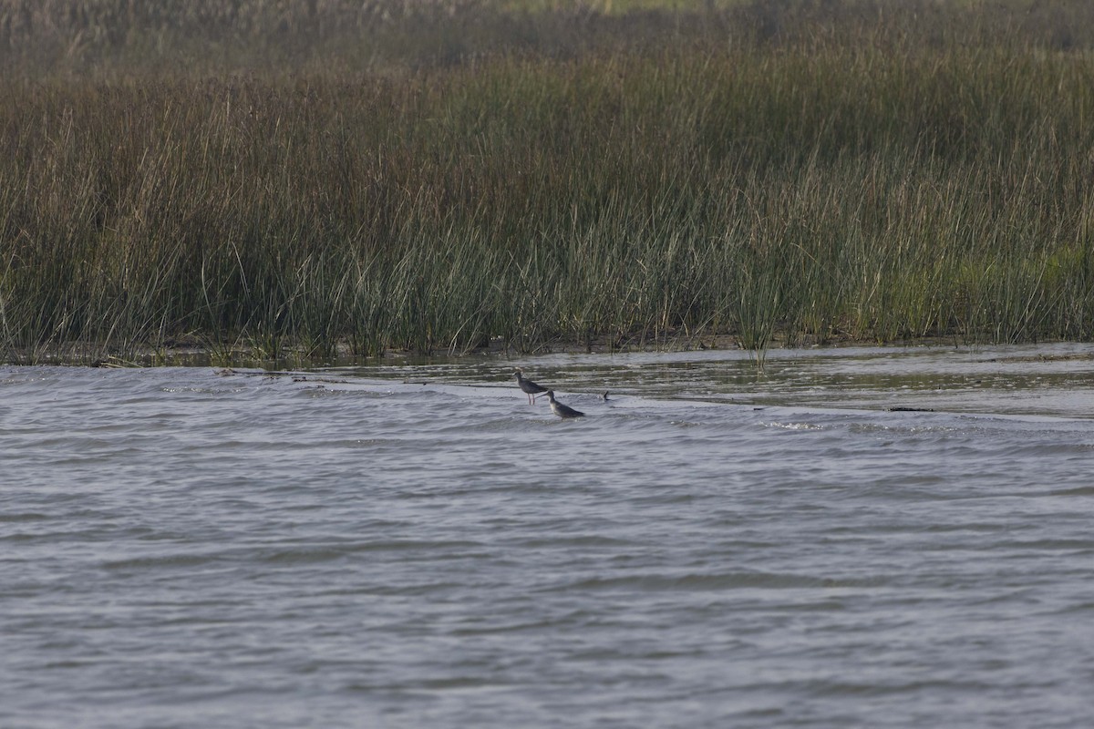 Dunkelwasserläufer - ML645586142