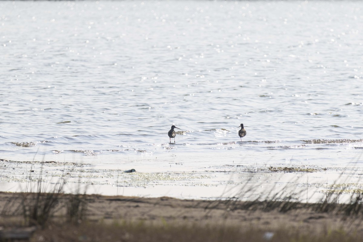 Dunkelwasserläufer - ML645586143