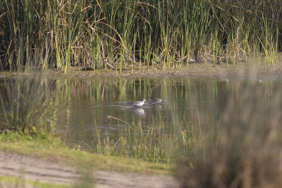 Dunkelwasserläufer - ML645586144