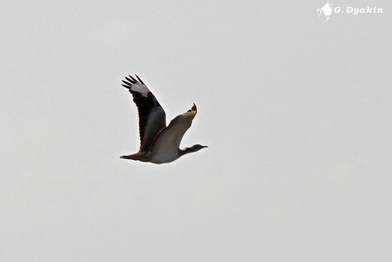 Steppenkragentrappe - ML645586145