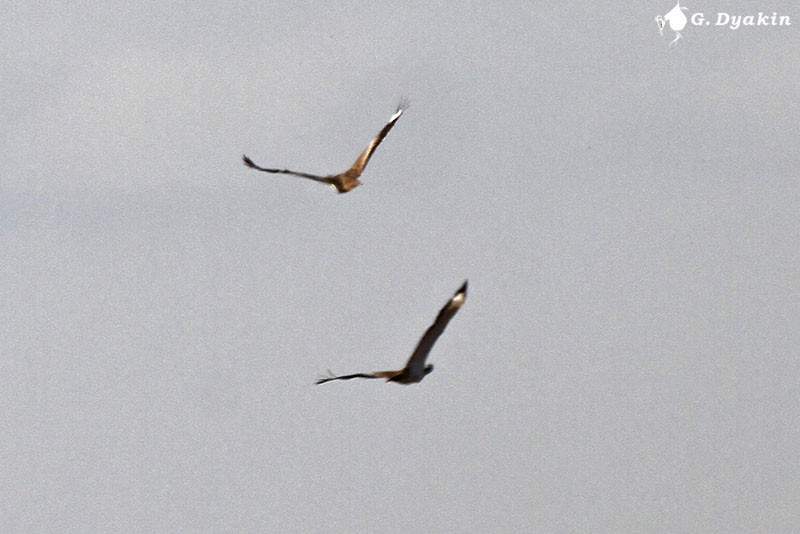 Steppenkragentrappe - ML645586146