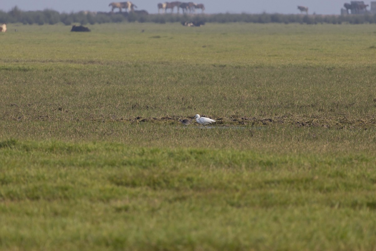 Dunkelwasserläufer - ML645586150