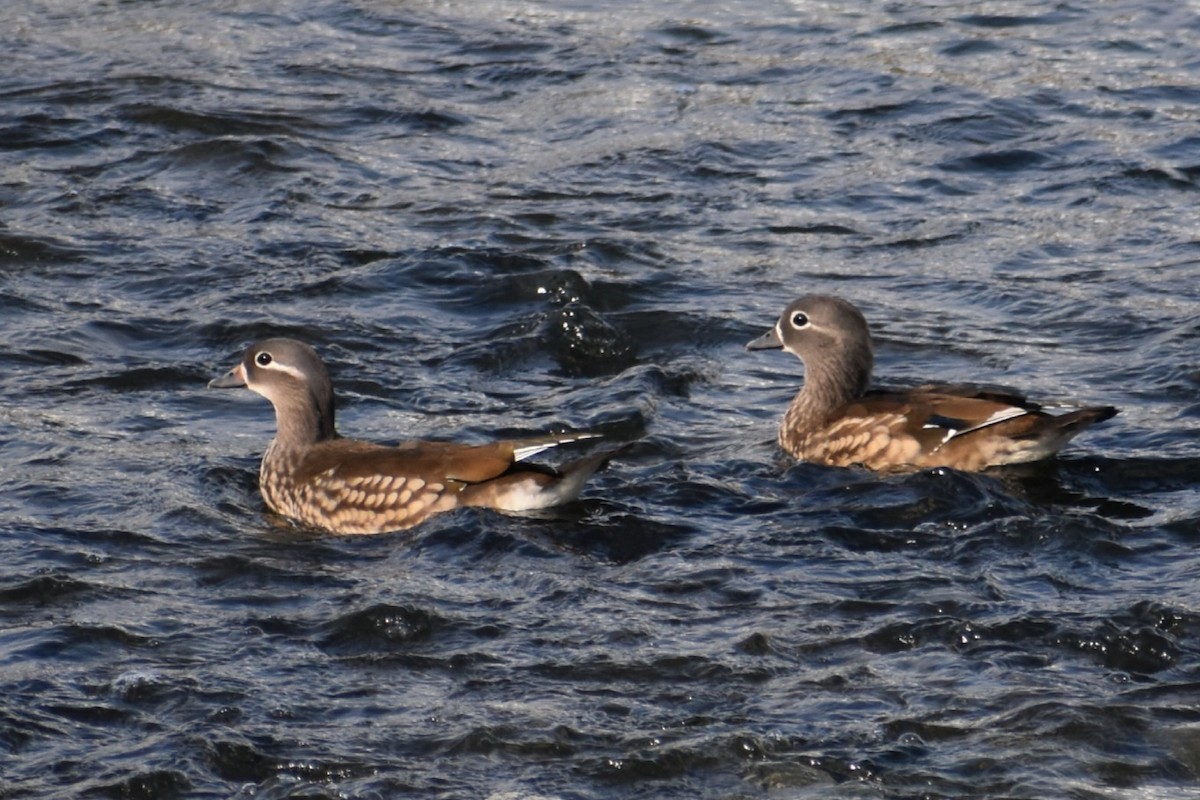 Mandarinente - ML645586151