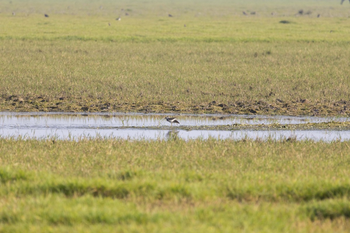 Grünschenkel - ML645586152