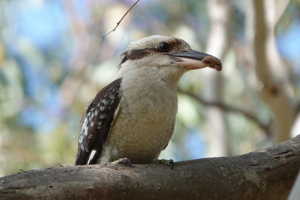 Jägerliest - ML645586153