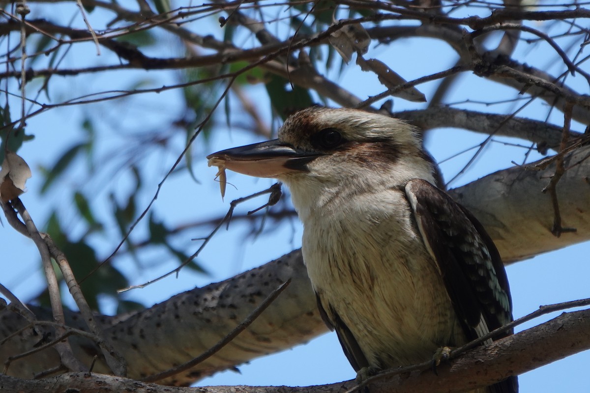 Laughing Kookaburra - ML645586154