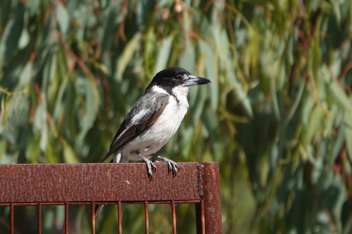 Gray Butcherbird - ML645586155