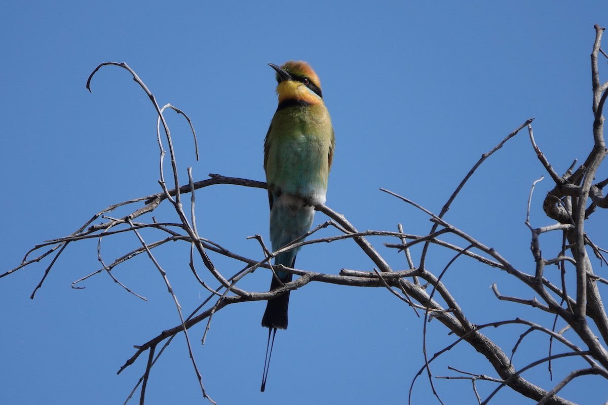 Rainbow Bee-eater - ML645586156