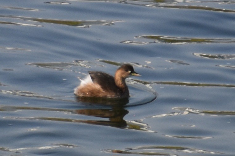 Zwergtaucher - ML645586157