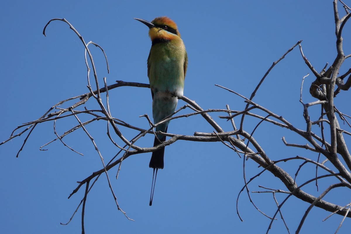 Rainbow Bee-eater - ML645586158