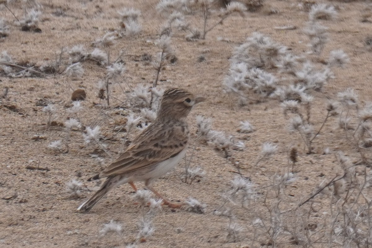 Stummellerche - ML645586160