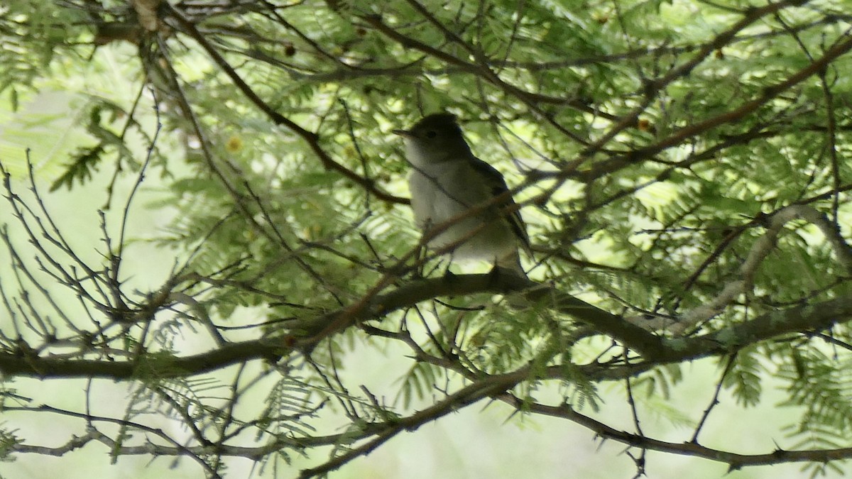 White-crested Elaenia - ML645586167