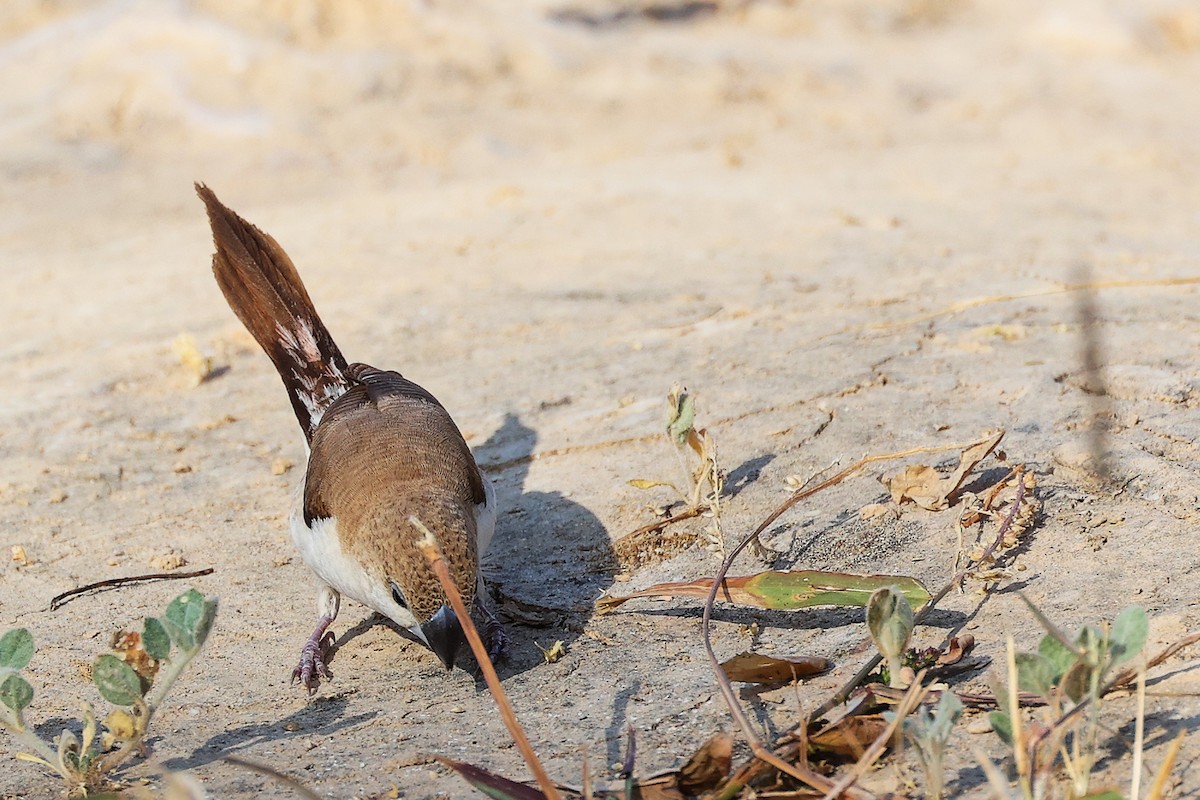 savannesølvnebb - ML645586189