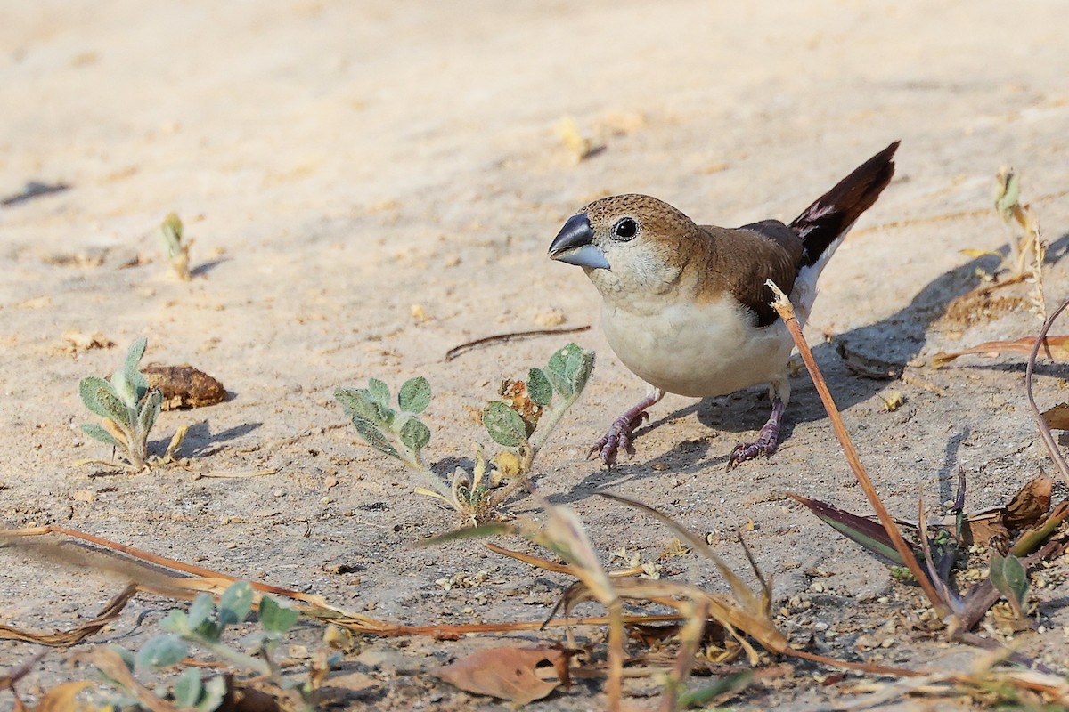 savannesølvnebb - ML645586190