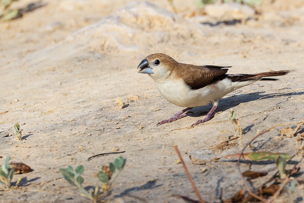 savannesølvnebb - ML645586191