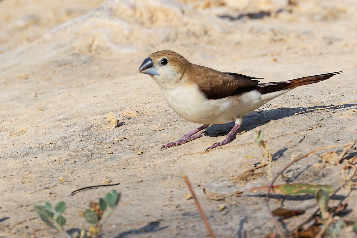 savannesølvnebb - ML645586193