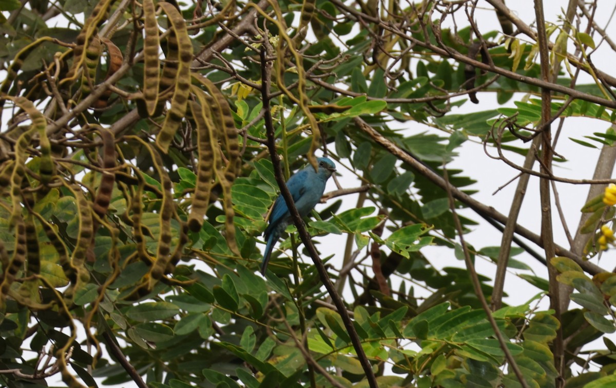 ロクショウヒタキ - ML645586195