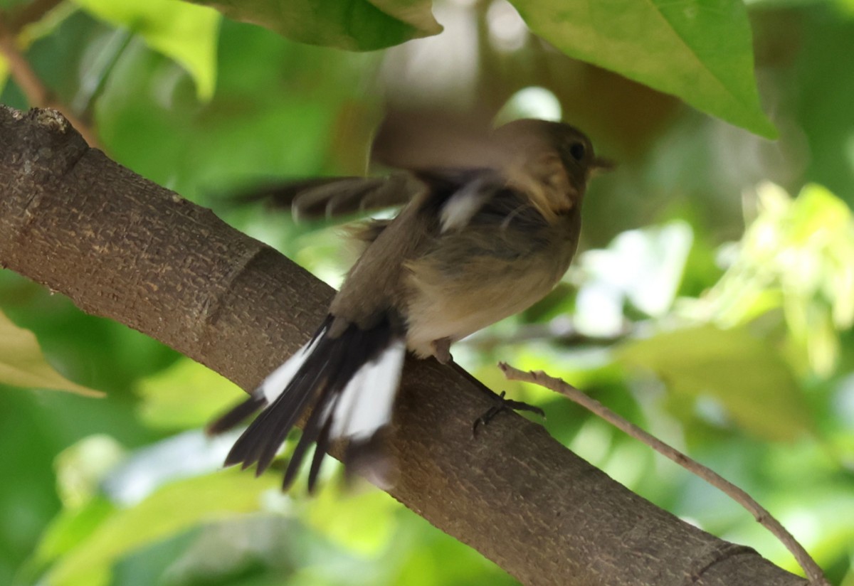 オジロビタキ - ML645586200