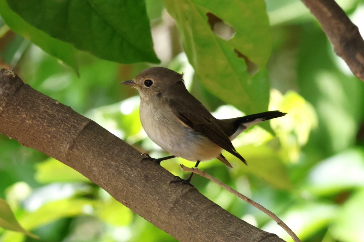 オジロビタキ - ML645586201