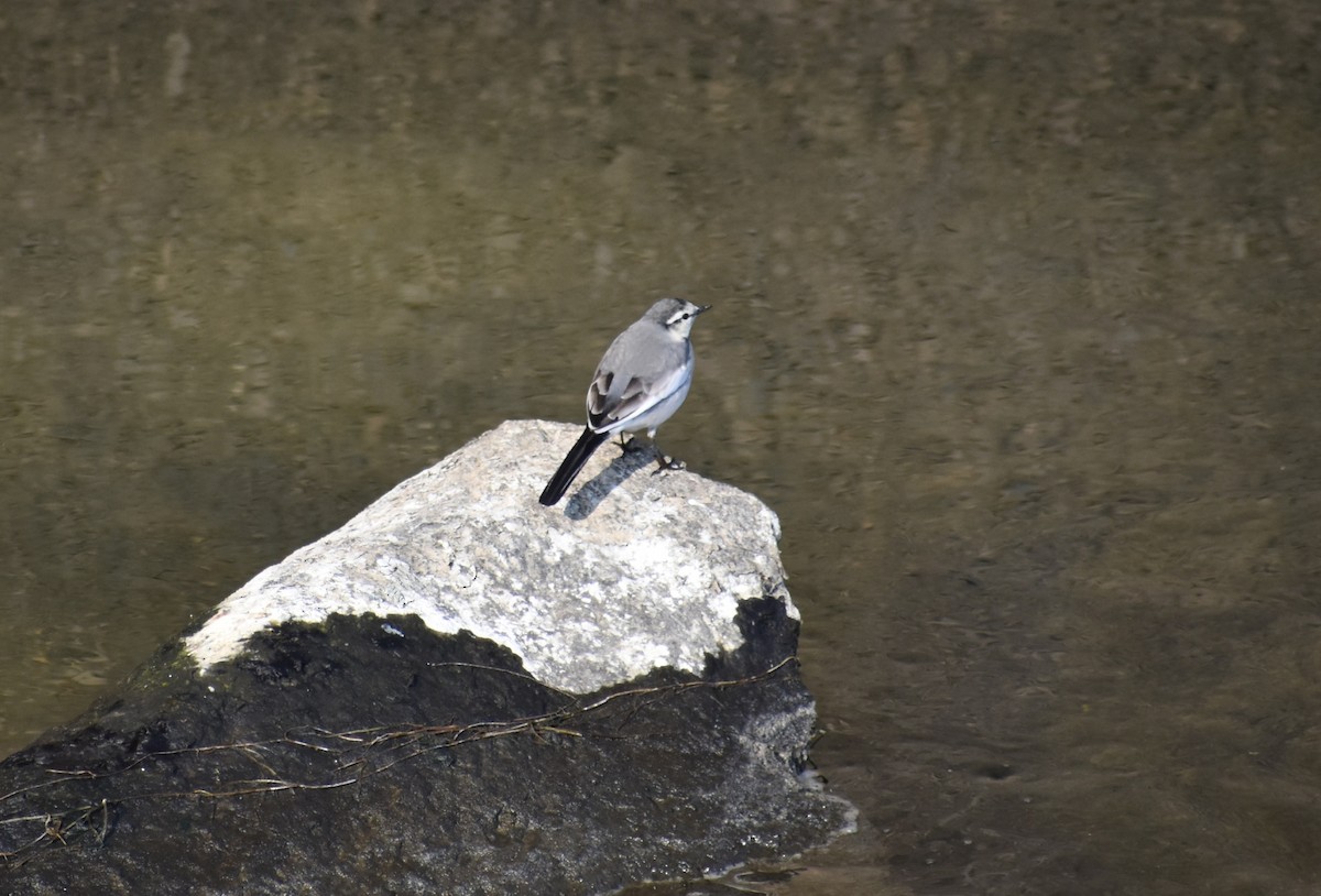 White Wagtail (Black-backed) - ML645586205