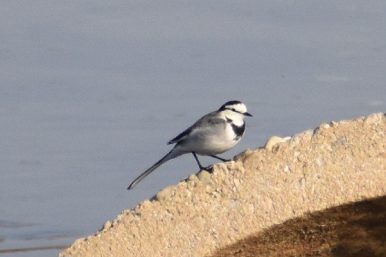 White Wagtail (Black-backed) - ML645586206