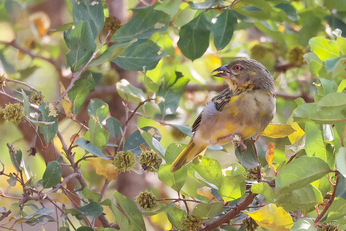 Иволговый ткач - ML645586208