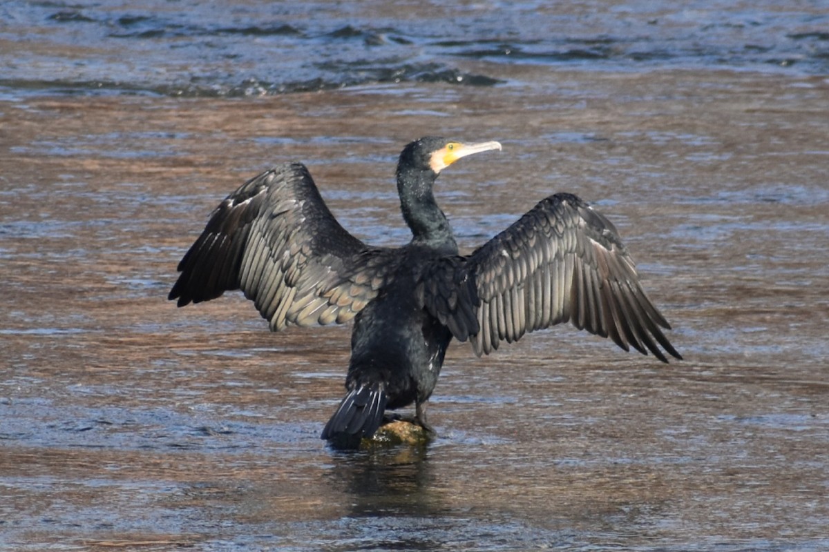 storskarv - ML645586209