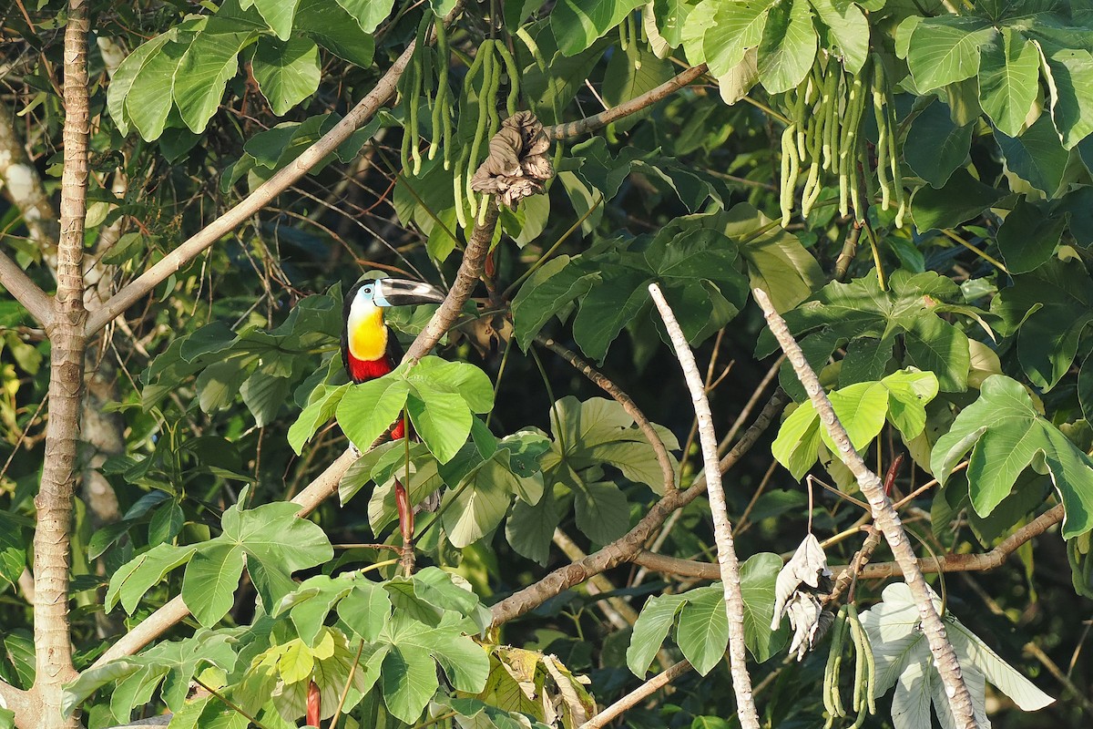 Channel-billed Toucan - ML645586210