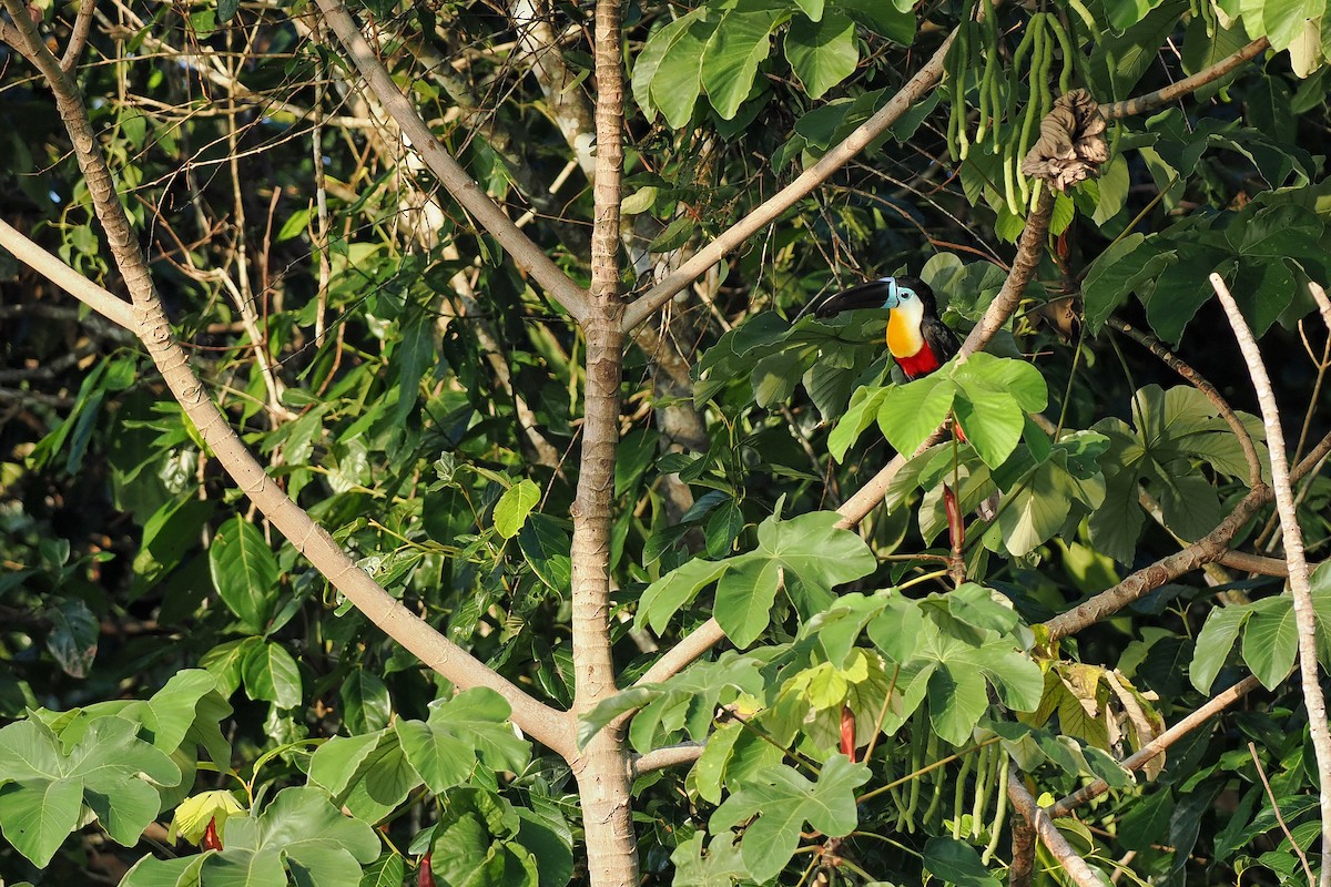 Channel-billed Toucan - ML645586211