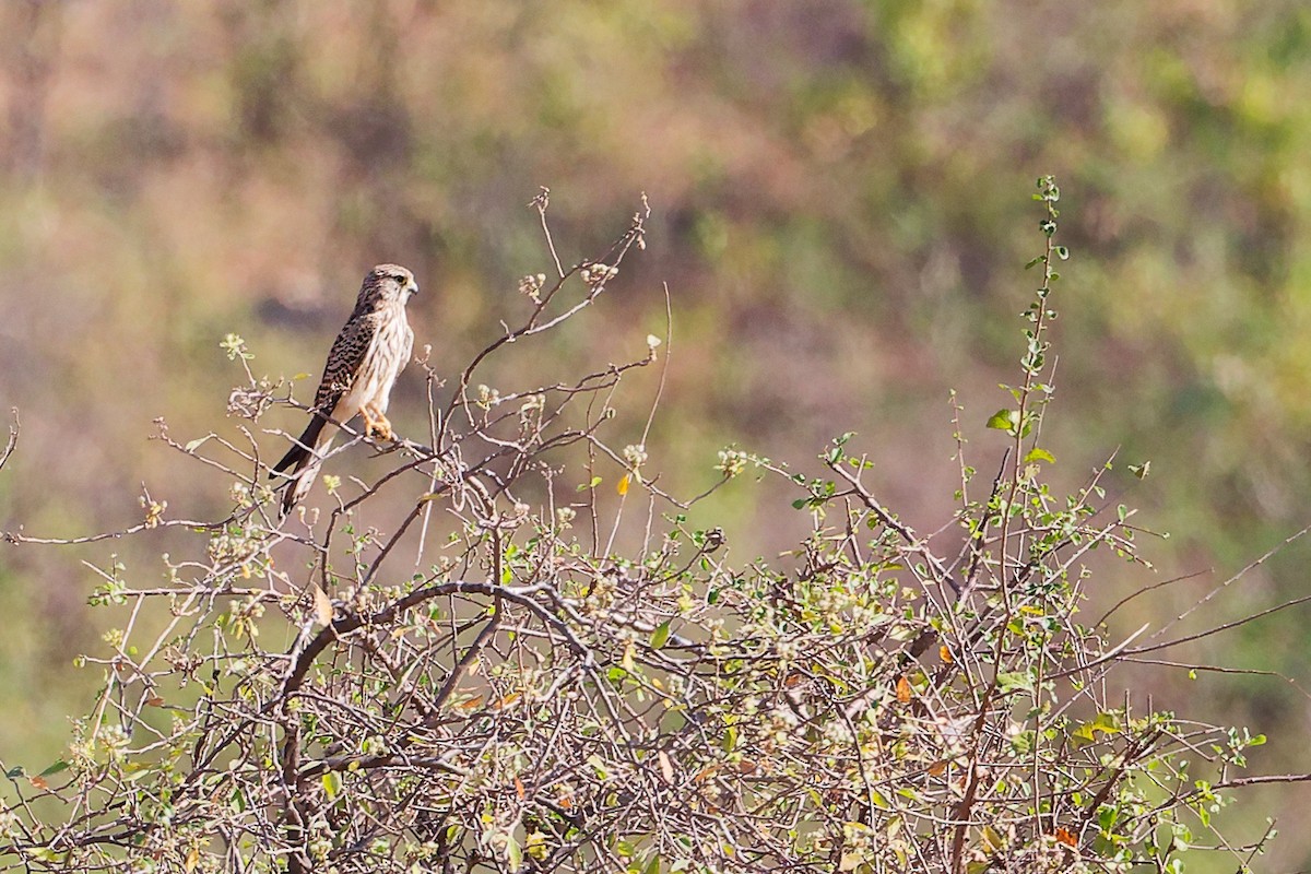 Eurasian Kestrel - ML645586212