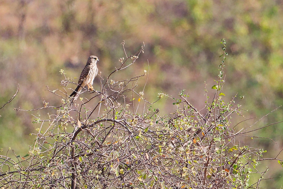 Eurasian Kestrel - ML645586213
