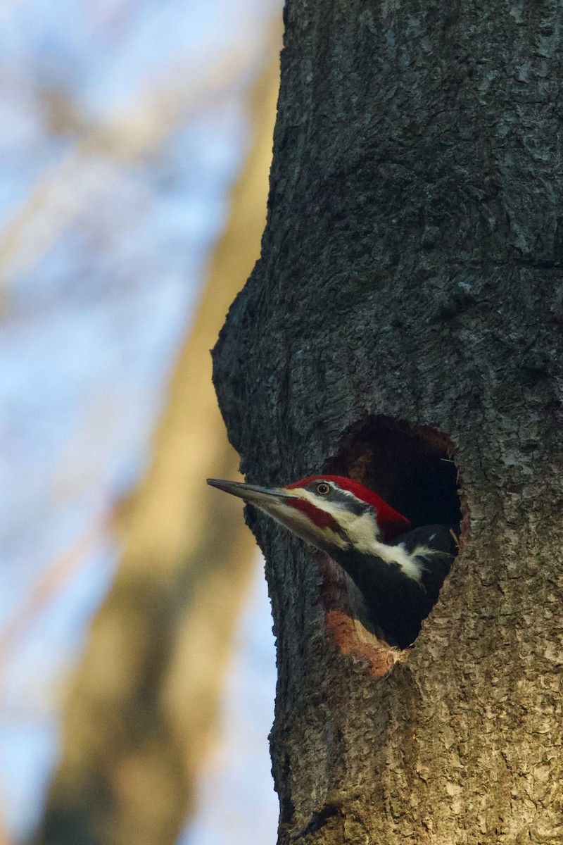 Pileated Woodpecker - ML645586214