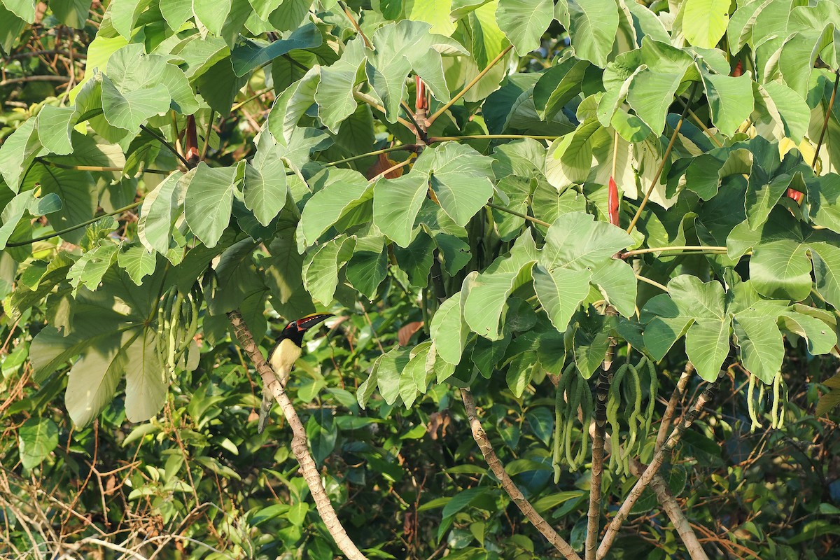 Green Aracari - ML645586215