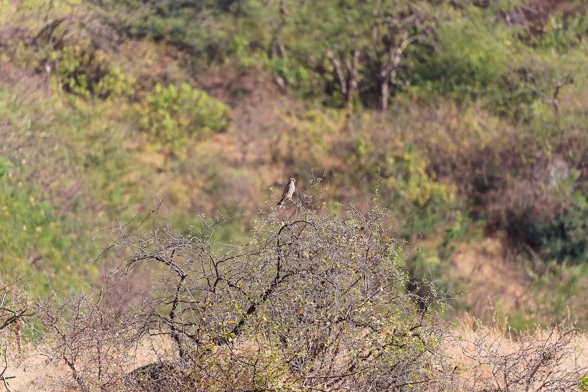 Eurasian Kestrel - ML645586216