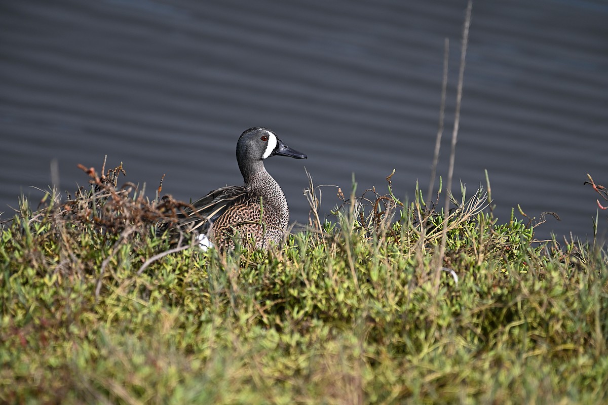 Blue-winged Teal - ML645586217