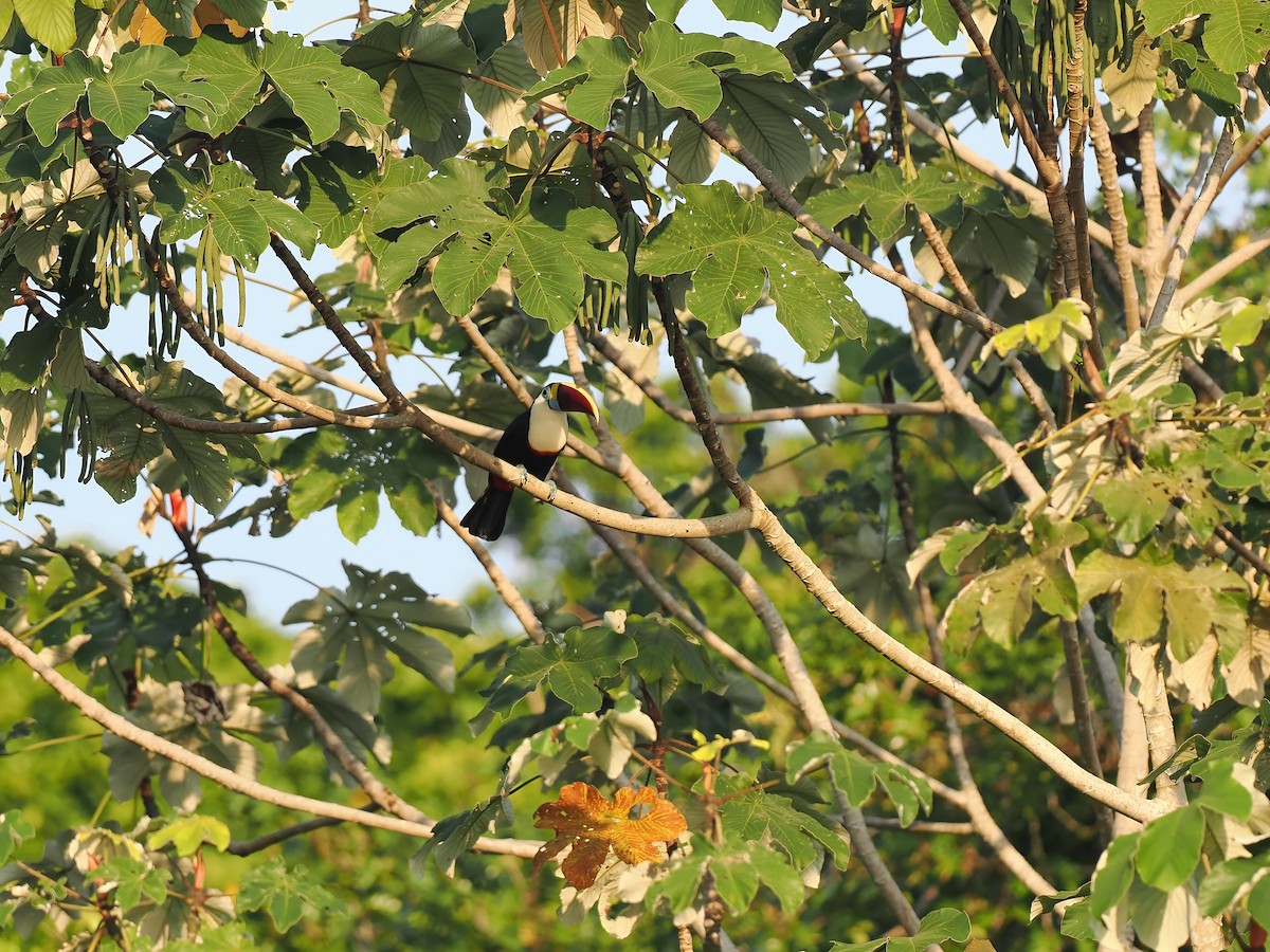 White-throated Toucan - ML645586218