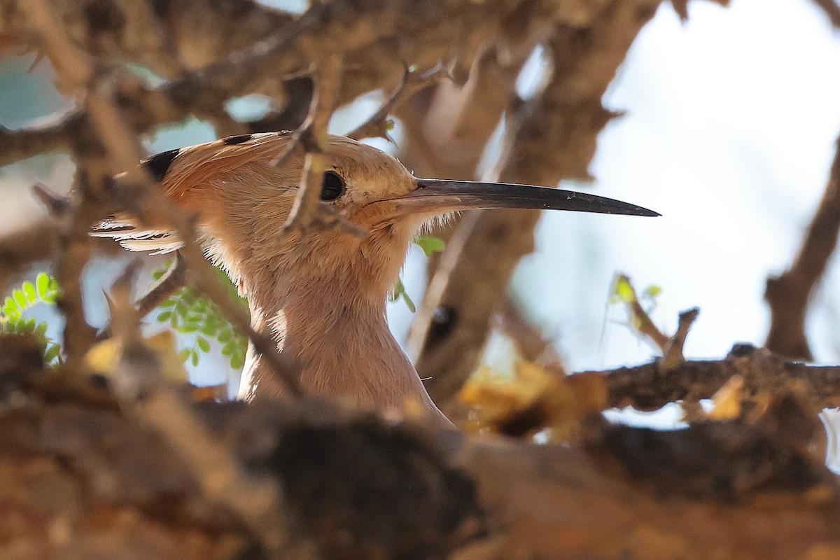 Common Hoopoe - ML645586219